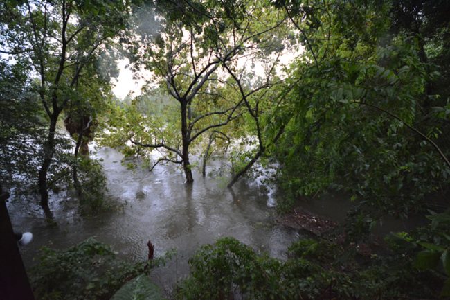 Hurricane Harvey - Trees in Flood Waters