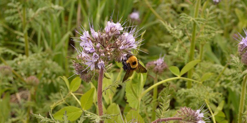 regenerative agriculture - bee on flowers