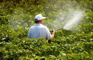 Man Spraying Pesticide