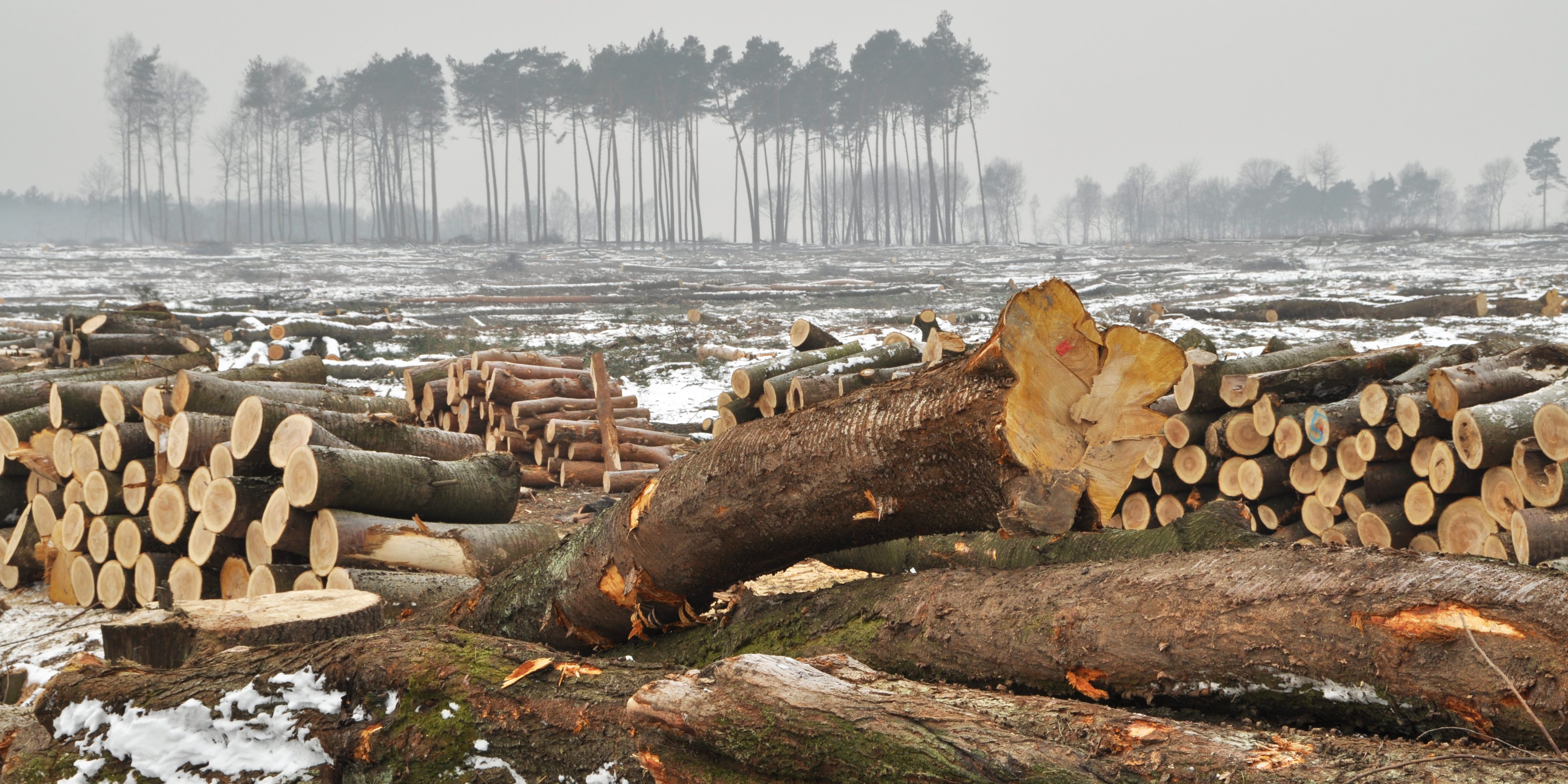 Living Planet Report - Forest Trees Cut Down
