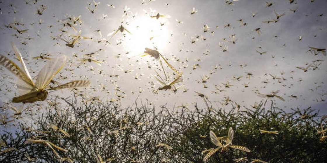 locust swarms